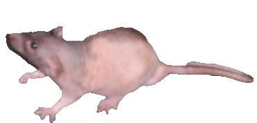 neil